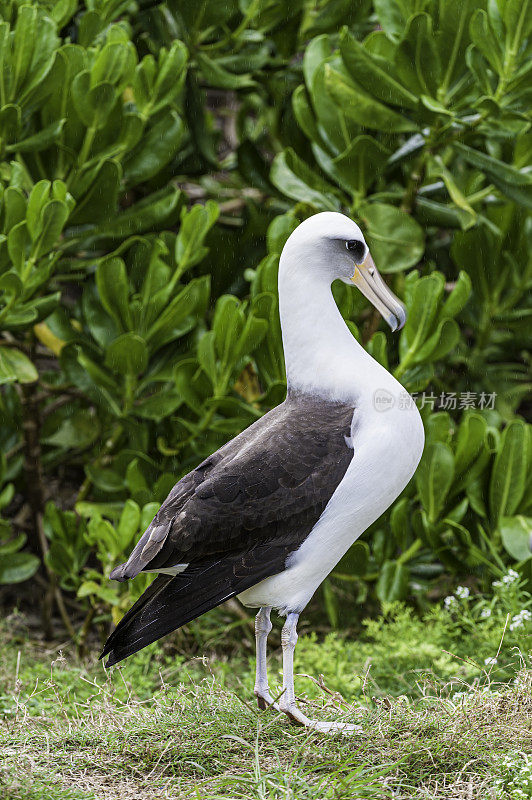 Laysan Albatross, Phoebastria immutabilis, is a large seabird that ranges across the North Pacific. Papahānaumokuākea Marine National Monument, Midway Island, Midway Atoll, Hawaiian Islands